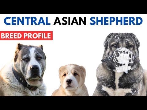 Central Asian Shepherd Breed Profile History - Price - Traits - Alabay or Alabai Grooming Needs
