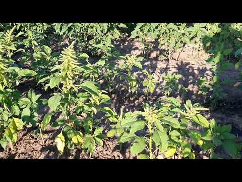Амарант сорту Кремовий 24.07.25 Амарант сорту Кремовий 24.07.25
