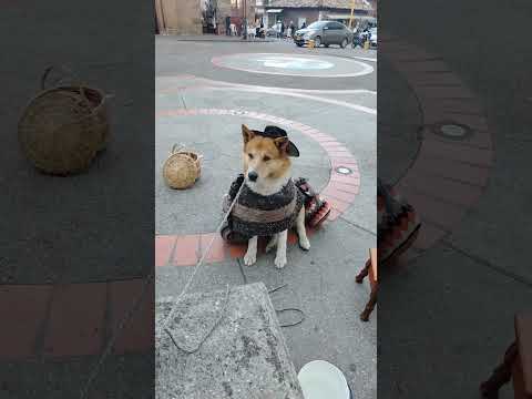 HERMOSURA EN NOBSA, BOYACÁ