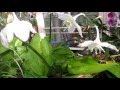 How to grow Amazon lilies How to grow Amazon lilies