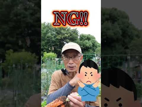 園芸 ニンジン