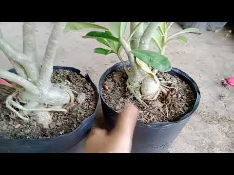 sứ thái xuân kỳ zin cập 350 15/5/2022 lh 0792159127