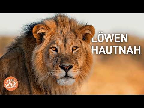 Der König der Tiere: Wilde Löwen hautnah | Doku