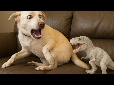 Perros Exagerados Que Merecen Un Óscar 😂 Intenta No Reír con Los Perros Más Divertidos 2025