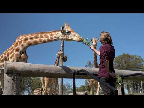 Giraffe Encounters at Hunter Valley Wildlife Park