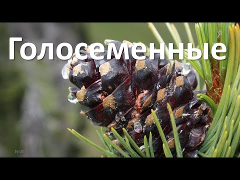 19. Голосеменные (6 класс) - биология, подготовка к ЕГЭ и ОГЭ 2021