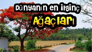 İNANAMAYABİLİRSİNİZ AMA BU AĞAÇLAR GERÇEKTEN VAR !!!