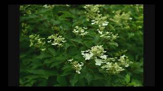 八島ケ原湿原の花園：富士見台ニッコウキスゲ