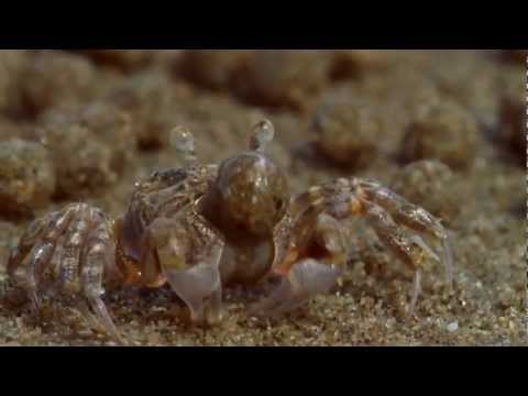Sand Bubbler Crabs Making Sediment Balls on an Australian Beach (From BBC's Blue Planet) - HD