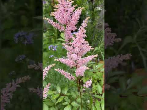 スローガーデニング、ケサコ？ 2023年、穏やかに楽しくガーデニングをするための「スローガーデニング」5原則  庭園