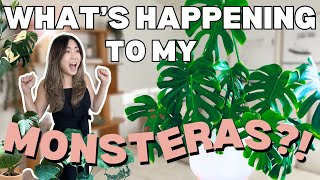 What's HAPPENING to my MONSTERAS?! Repotting | Houseplant Care Routine + Tips | Plant Chores
