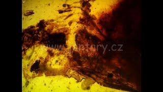 Křídový jantar B-96