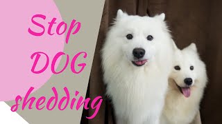 How to stop dog shedding