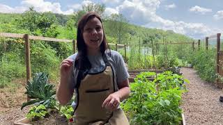 Lets Talk About the Fall Garden | EverCrest