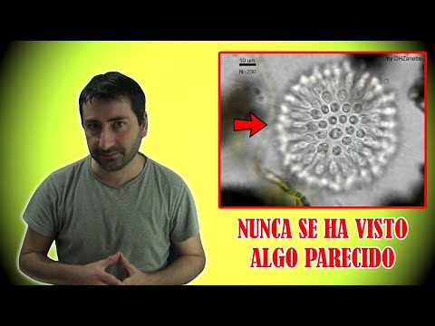 Descubren Pequeños Seres que son Capaces de Algo Increíble