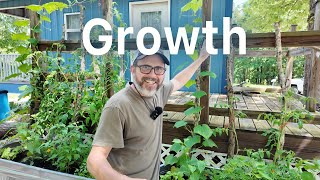 Hugelkultur Garden update: What's flourishing and what's struggling
