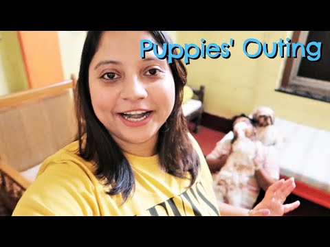 Puppies on a sudden weekend outing | Sunday outing with my puppies