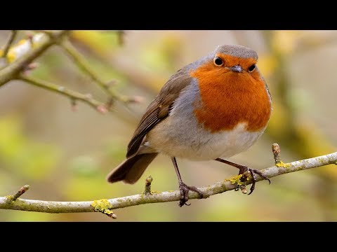 Robin Birds Singing and Chirping : Beautiful Bird Sounds and Bird Song