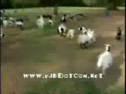 faintinggoat.wmv
