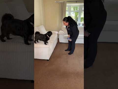 He Hid Inside the Couch to Surprise His Wife