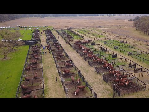 Remate Braford y Brahman de Estancia La Pelada: viernes 12 de septiembre