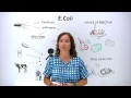 What Is E Coli What Can You Do To Protect Yourself And Others