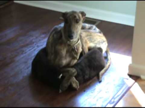 Greyhound - How does he work this?