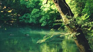 Relaxing Music 24/7: Study Music, Light Music, Spa Music