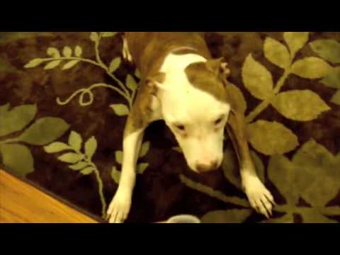 pitbull vs. wasabi
