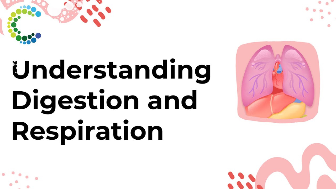 Understanding Digestion and Respiration