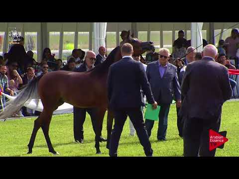 N.9 NEMESI REGALIS - 2017 Italian Nationals - Yearling Fillies (Class 1B)