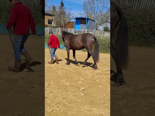 Magnifique pouliche PP PRE 2024