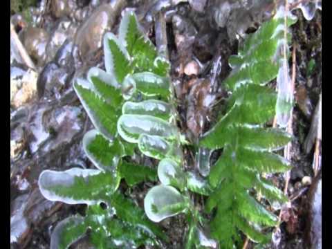 Michal Penk - Tichá píseň