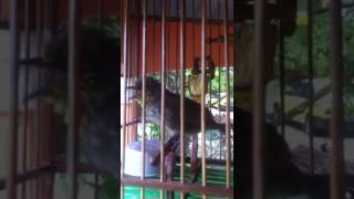 Download lagu Merbah lekir,Birds sing mp3 Download lagu Merbah lekir,Birds sing mp3