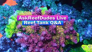 Ask ReefDudes Live + Behind the scenes with Treasure Corals