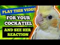 Make Your COCKATIEL Happy With This Video COCKATIEL SINGING Don T Worry Be Happy