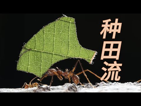 【鬼谷闲谈】切叶蚁：农 or 奴？小蚂蚁和真菌不得不说的爱恨情仇！