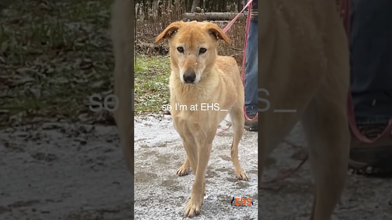 Enlarge HURRY, a Adoptable mixed breed in Norwood, ON video 4/4