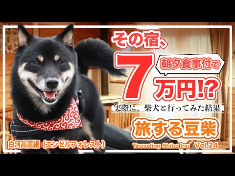 鶏は雪の中に行けるのか？彼らはそれを恐れているのでしょうか？最初に考慮すべき5つのこと!  庭園
