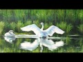 Вальс "Под небом Парижа"(Красивые Лебеди) 