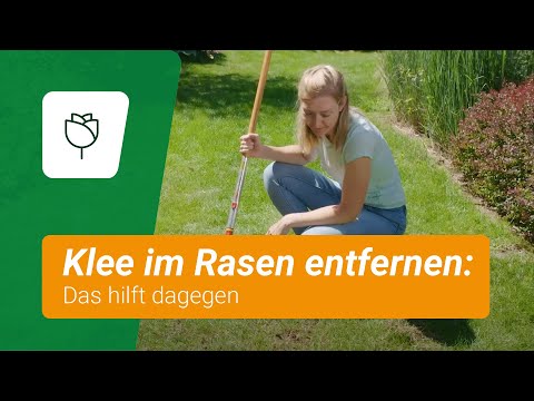 Klee im Rasen entfernen: Das hilft dagegen