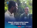 Majani Ni Makali Zaidi Ya Bangi Mizizi Yake Ni Dawa Ya Maumivu