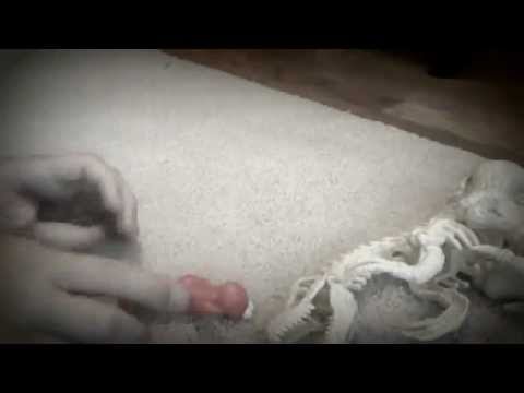 Dino Skeleton vs. Hippo (Originally vs. Elmo) +3D