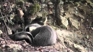 preview picture of video 'Badgers at play, France'