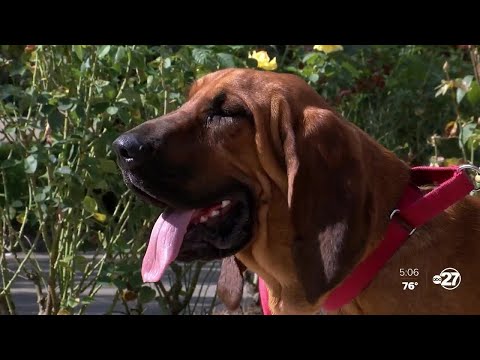 TPD's 1-year-old bloodhound, Officer Jon Jon finds missing girl