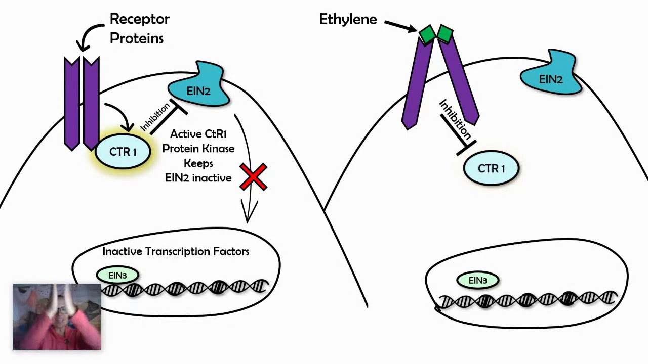 Signal Transduction Pathways Examples (AP biology 4.3)