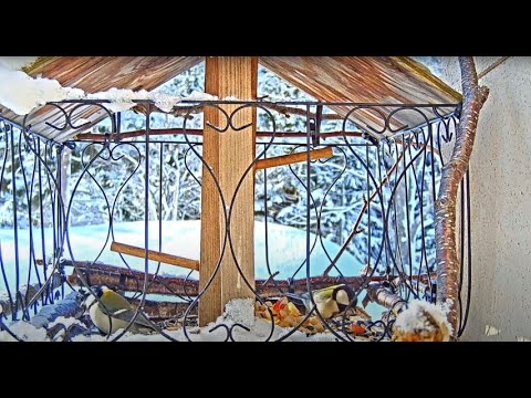 野鳥の餌台のライブカメラ映像