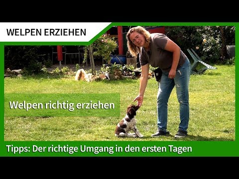 Raising puppies ► Handling the puppy in the first few days ► Raising puppies correctly