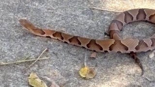 Former KY3 anchor bitten by copperhead in Ozark, Mo.