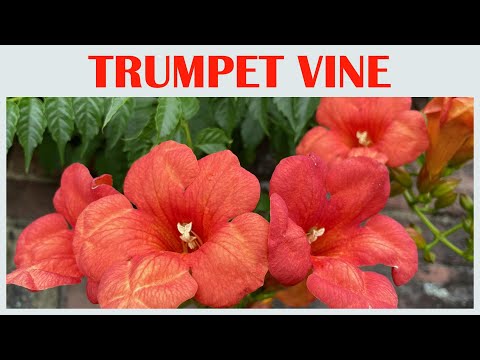 Trumpet Vine in Breathtaking Bloom, flower scenery, beautiful flowers